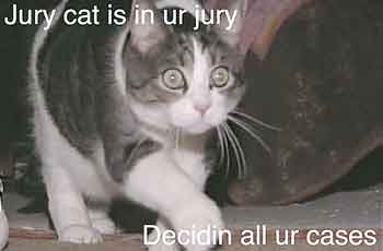 cat jury